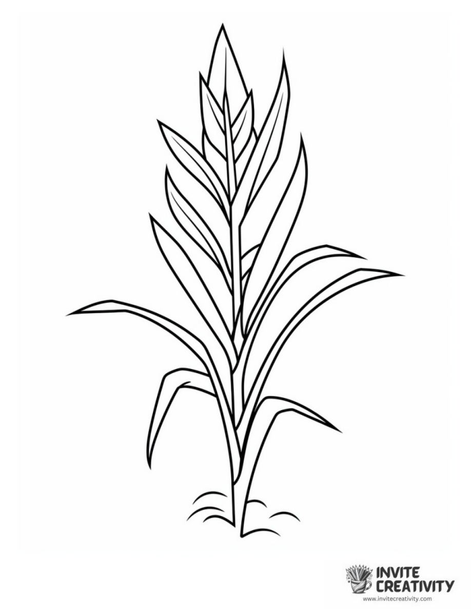 Corn Easy and Simple