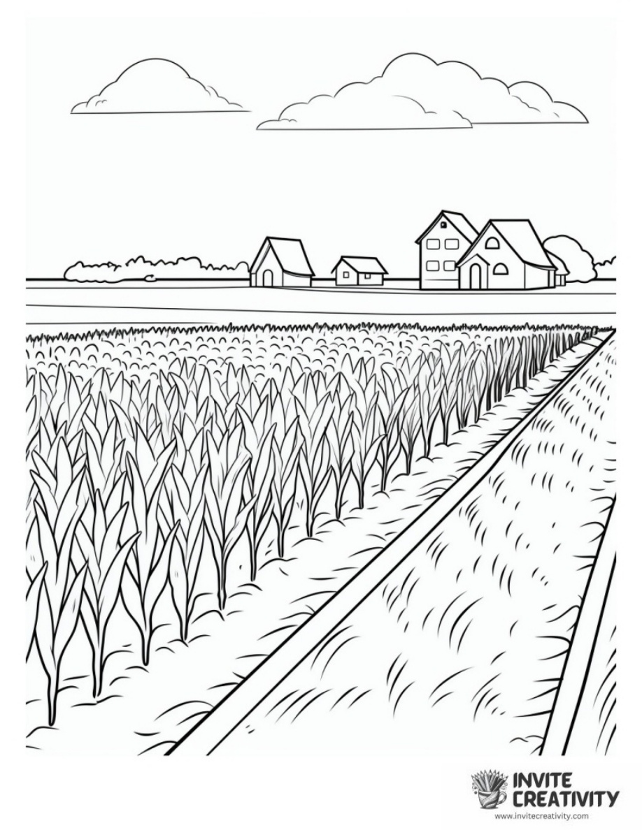 Corn Field