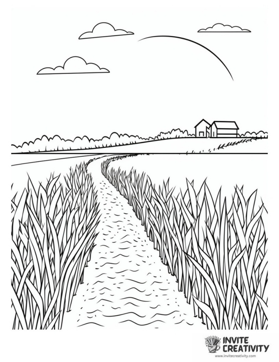 Corn Field
