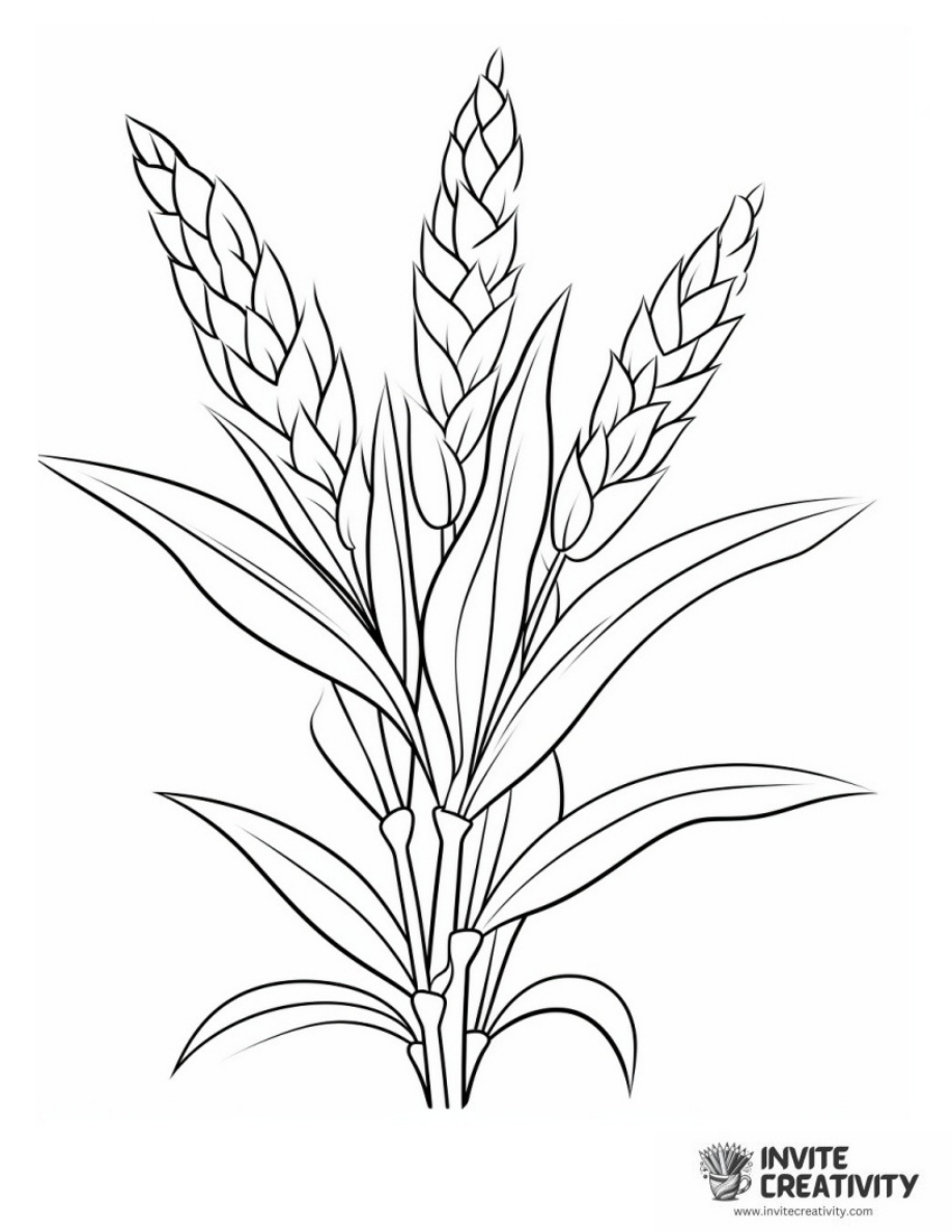 Corn Coloring Pages