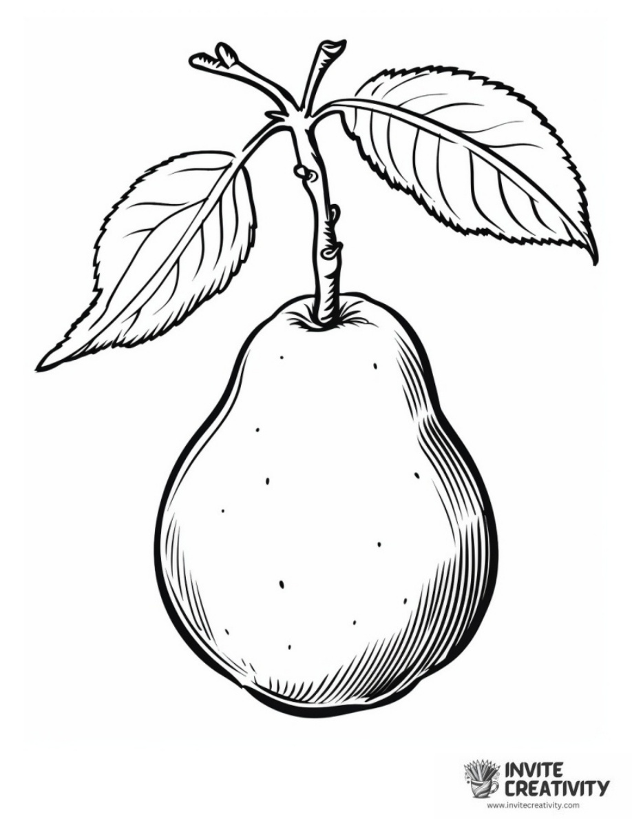 Pear Fruit