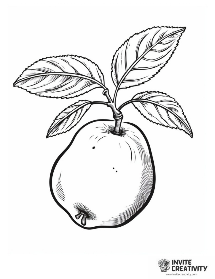 Pear Fruit